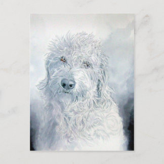 Labradoodle Ginger Postcard