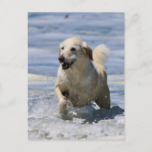 Labradoodle - Izzy Postcard