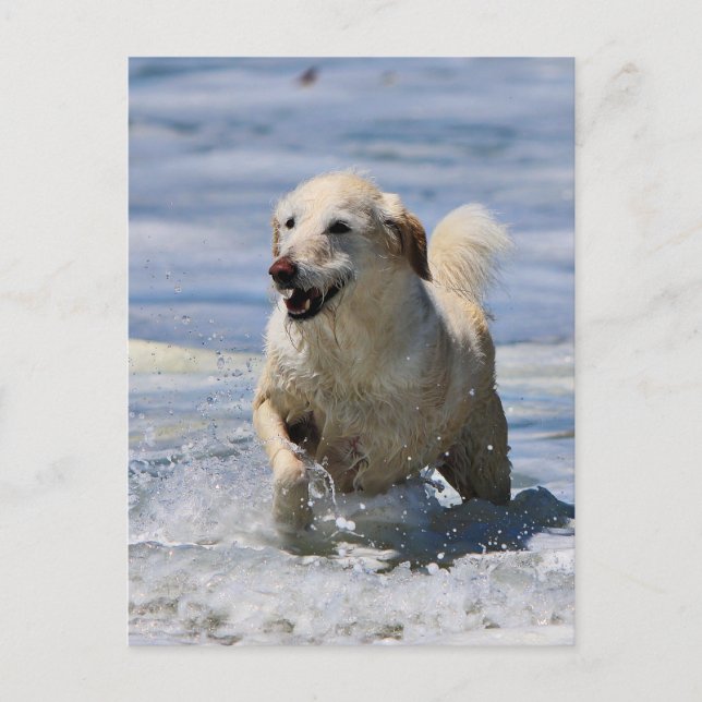 Labradoodle - Izzy Postcard (Front)
