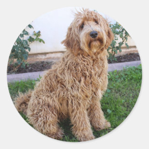 Labradoodle Puppy Dog Classic Round Sticker