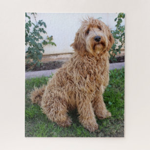 labradoodle jigsaw puzzle