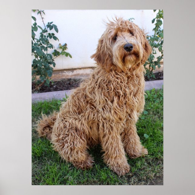 Labradoodle Puppy Dog Poster (Front)