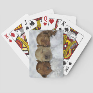 Labradoodle Puppy Playing Cards