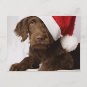 Labradoodle wearing a Santa hat Holiday Postcard