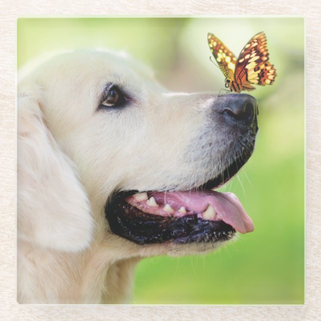 Labrador And Butterfly Throw Pillow Glass Coaster (Front)