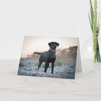 Labrador - Black Holiday Card