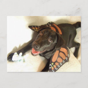 Labrador Butterfly Postcard