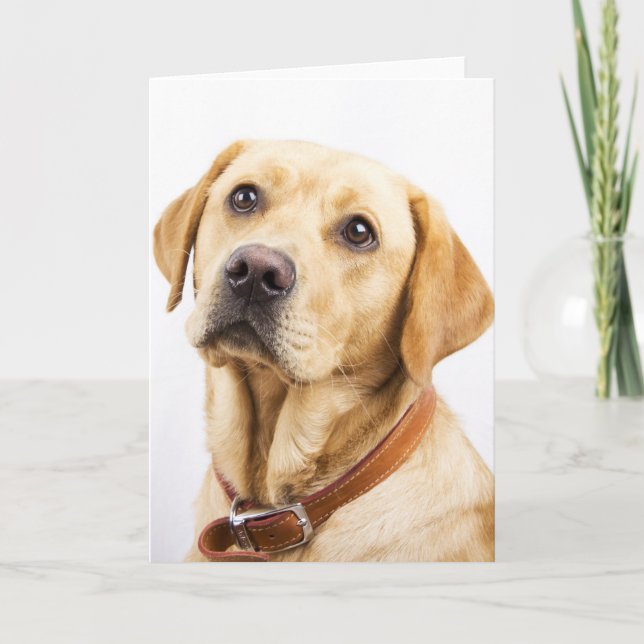 Labrador Card (Front)