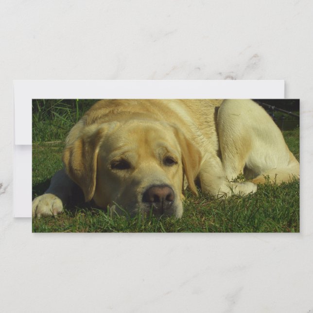 Labrador chilling in the green grass (Front)