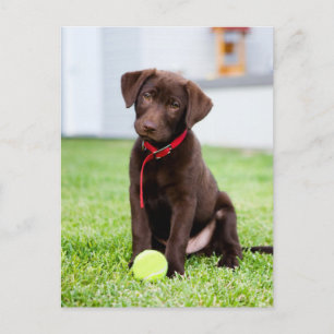 Labrador Chocolate Puppy With Tennis Ball Postcard