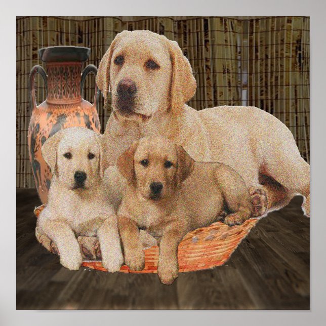 labrador cute puppies poster (Front)