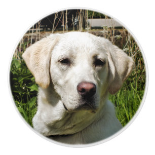 LABRADOR DOG CERAMIC KNOB