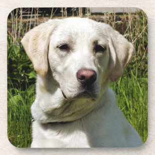 LABRADOR DOG COASTER