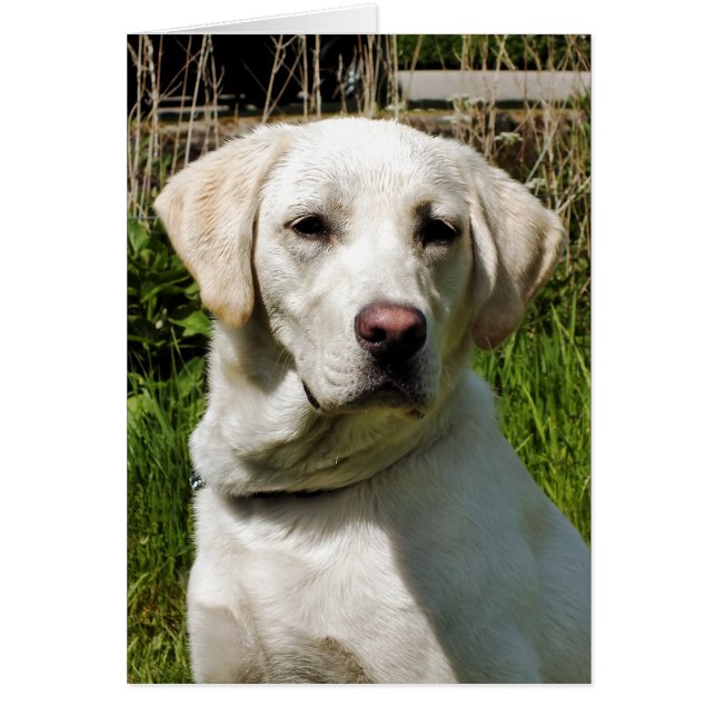 LABRADOR DOG GREETING CARD (Front)