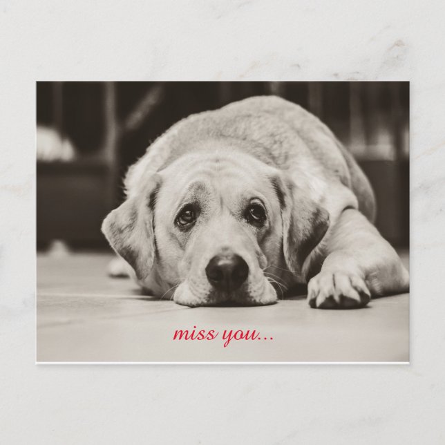 Labrador Dog Miss you postcard (Front)