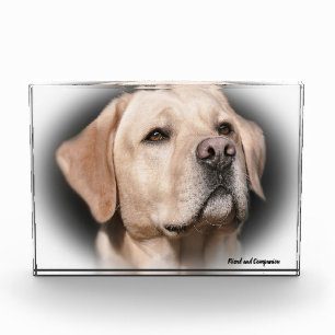 Labrador Dog. Photo Block