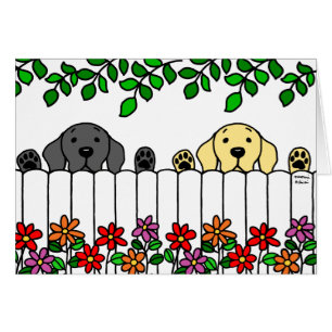 Labrador Duo Watching You