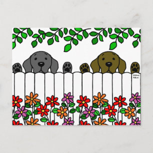 Labrador Duo Watching You Postcard