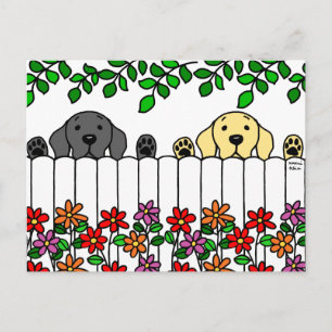 Labrador Duo Watching You Postcard