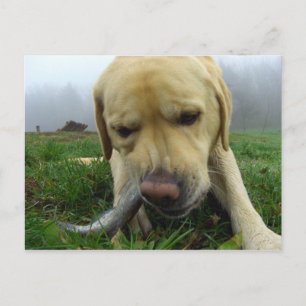 Labrador eating fish - goofy Postcard