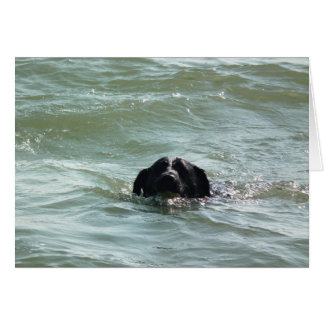 Labrador in the Swim