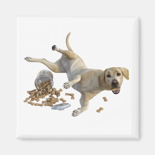 Image of Labrador Naughty Dog with Cookies Magnet