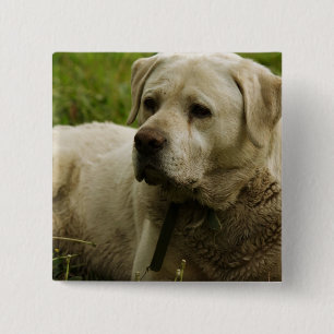 Labrador Photo 15 Cm Square Badge