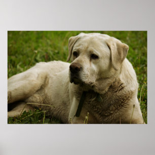 Labrador Photo Poster