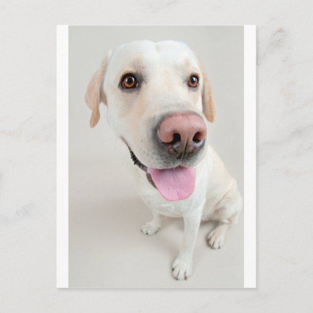 labrador postcard (Front)