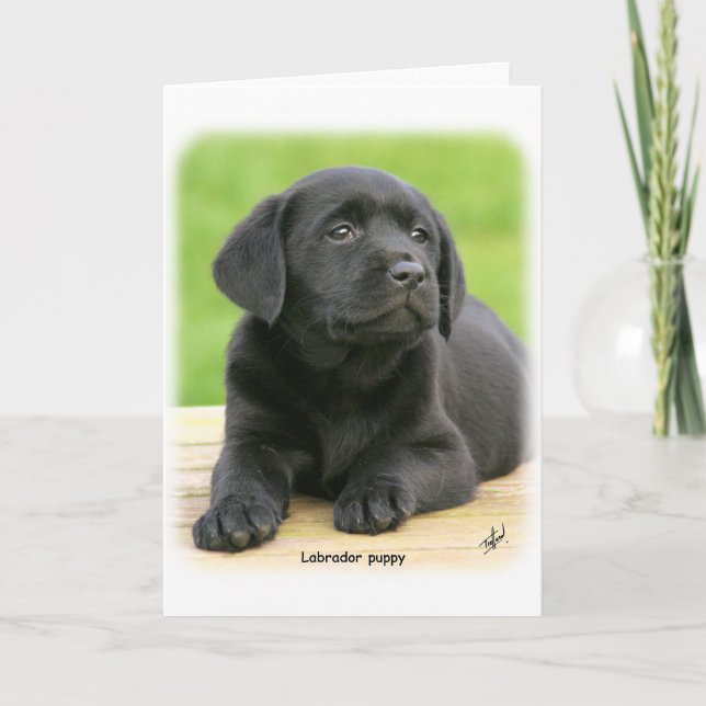 Labrador puppy 9Y267D-109 Card (Front)