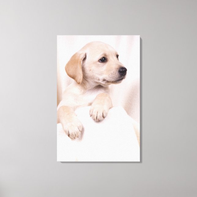 Labrador Puppy Canvas Print (Front)