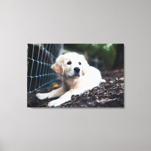 Labrador Puppy Playing In The Garden Canvas Print