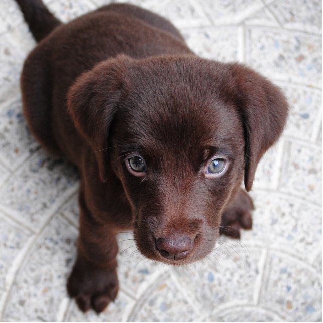 Labrador Puppy Sculpture Standing Photo Sculpture (Front)