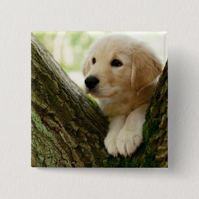 Labrador Puppy Sitting In A Woodland Setting 15 Cm Square Badge (Front)