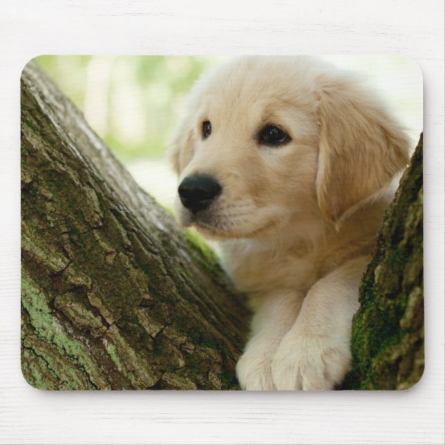 Labrador Puppy Sitting In A Woodland Setting Mouse Mat (Front)