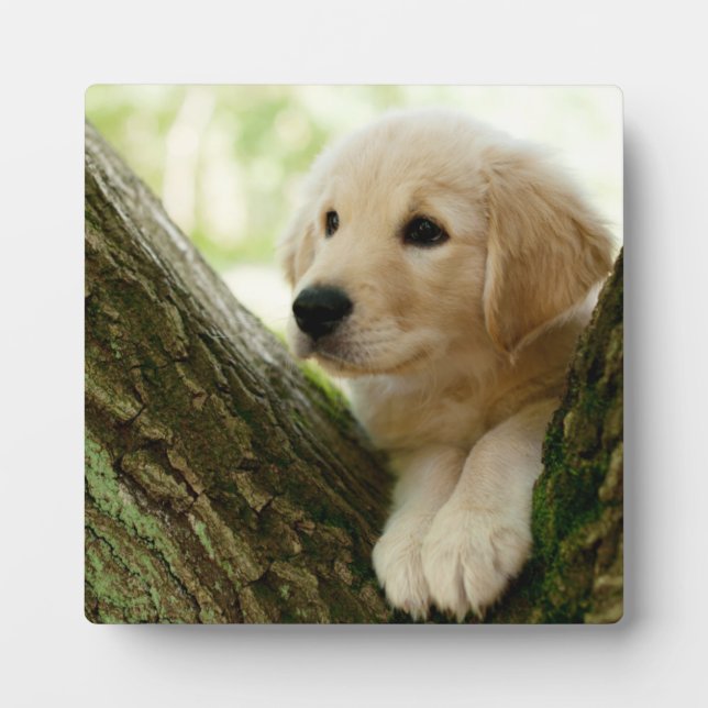 Labrador Puppy Sitting In A Woodland Setting Plaque (Front)