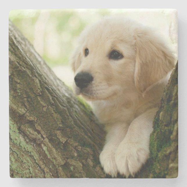 Labrador Puppy Sitting In A Woodland Setting Stone Coaster (Front)