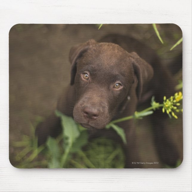 Labrador puppy sitting in grass mouse mat (Front)