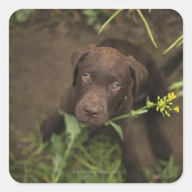 Labrador puppy sitting in grass square sticker (Front)