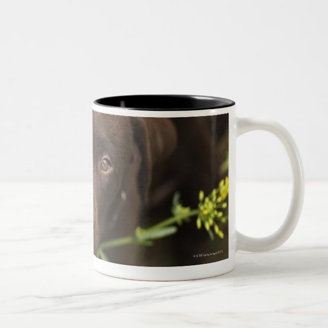 Labrador puppy sitting in grass Two-Tone coffee mug (Right)