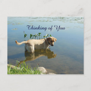 Labrador Reflection Thinking of You Postcard