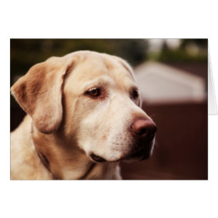 Labrador Retriever