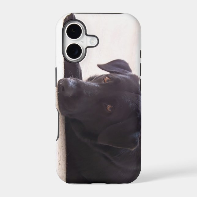 labrador retriever (Back)