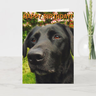 Labrador Retriever birthday card