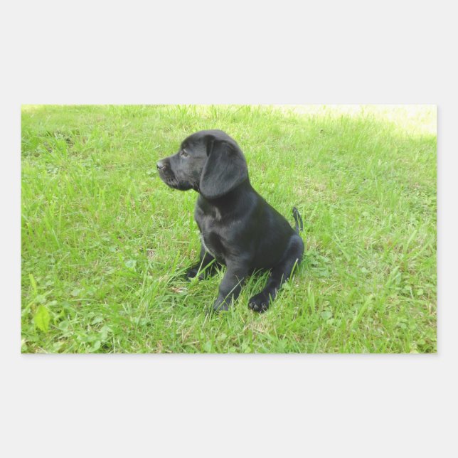 Labrador Retriever Black Puppy Rectangular Sticker (Front)