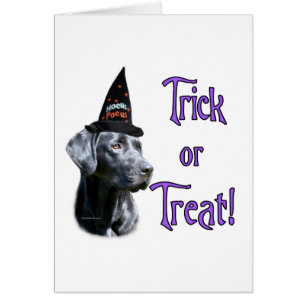 Labrador Retriever (black)Trick