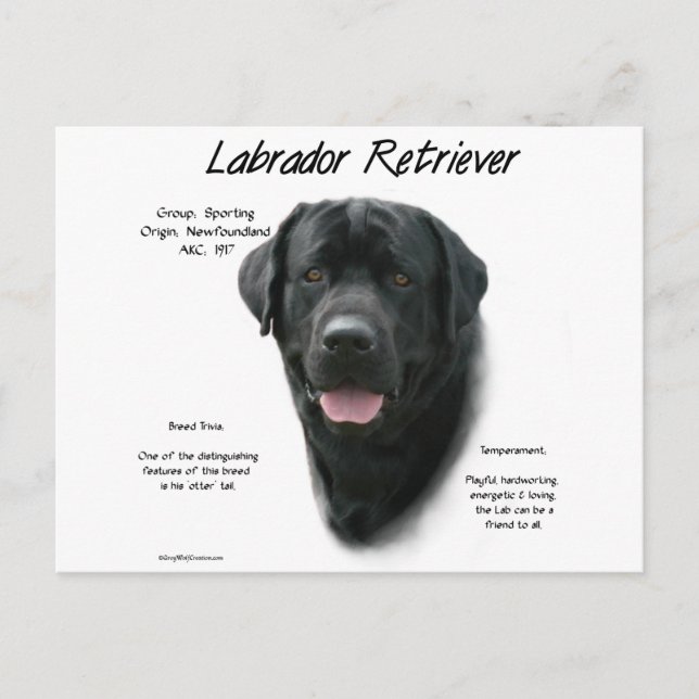 Labrador Retriever (blk) History Design Postcard (Front)