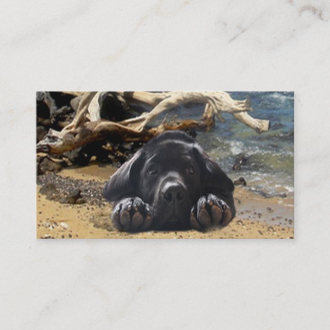 Labrador Retriever Breeder Business Card (Front)