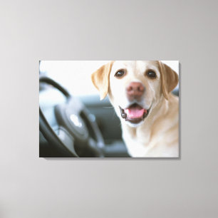 Labrador Retriever Canvas Print