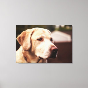 Labrador Retriever Canvas Print